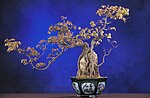 Pienoiskuva sivulle Bonsai