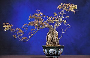 עץ אדר (מייפל) מטופח בסגנון בונסאי.