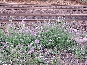 Buddleja self-sown along a railroad