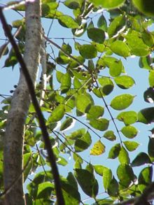 Bursera simaruba0.jpg