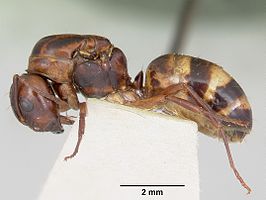 Camponotus subbarbatus