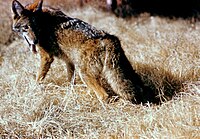 Kojoto Canis latrans