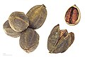"Nueces pacana" (Carya illinoinensis).