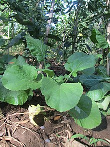 Cavuliceddu - Растение Brassica fruticulosa 2.JPG