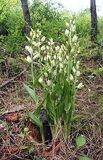 Miniatura para Cephalanthera damasonium