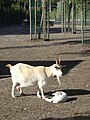 Capre nella zona recintata per gli animali da fattoria