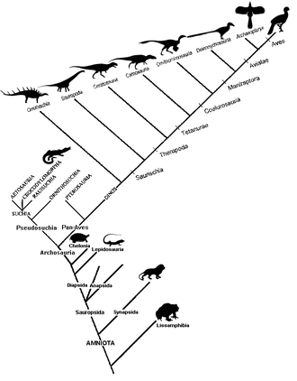 Cladogram of birds Cladogram Amniota B.png