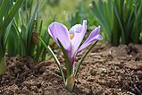 Crocus vernus.jpg