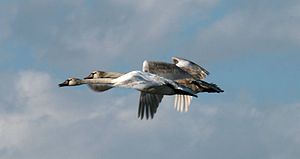 Im Frühjahr fliegen die jungen Schwäne dann mit anderen Schwänen, die dieses Jahr kein Nest bauen, an das IJsselmeer in den Niederlanden.