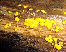 Dacrymyces stillatus