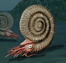 Reconstruction of an ammonite, a highly successful early cephalopod that first appeared in the Devonian (about 400 mya). They became extinct during the same extinction event that killed the land dinosaurs (about 66 mya). Dactylioceras NT.jpg