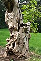 Tronc d'un vieux Catalpa bignonioides.