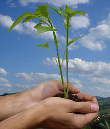 Člověk držící rostlinu - symbol pro ekologii