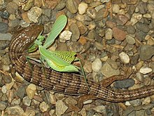 Elgaria multicarinata eating mantis 2.jpg