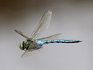 English: Emperor Dragonfly (Anax imperator). F...