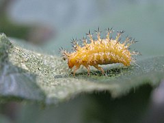 Larva