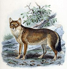 Falkland Islands wolf Illustration by John Gerrard Keulemans (1842-1912) FalklandIslandFox2.jpg