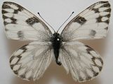 Pontia protodice (checkered white) Adult female, dorsal view.