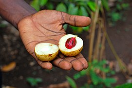 Noix de muscade de Zanzibar