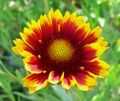 Gaillardia x grandiflora