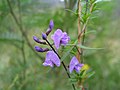 Glycine clandestina - loài điển hình của chi.