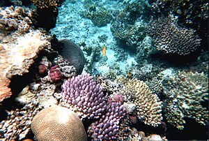 Deutsch: Tauchen am Great Barrier Reef