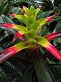 Guzmania squarrosa