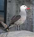 Heermann-sirály (Larus heermanni)