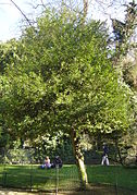Medis augantis viename iš Paryžiaus parkų ir skverų