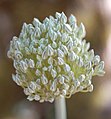 Jeune inflorescence dont le voile s'est détaché.