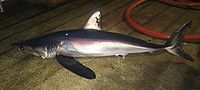 A caught longfin mako shark