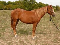 Red Sorrel Horse