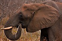 פיל אפריקני שותה