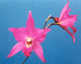 Laelia gouldiana