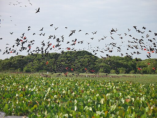 Landschaft in der Llanos-Ebene, Venezuela