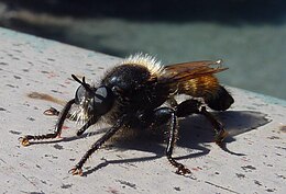 Kamaniškoji plėšriamusė (Laphria flava)