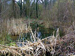 Le marais du Plessis.