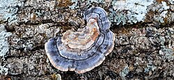 Libliktagel Trametes versicolor