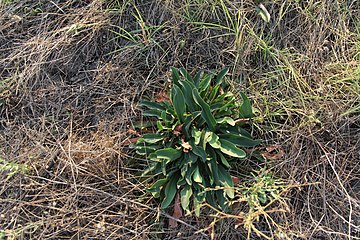 Limonium gmelinii