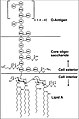 Structure moléculaire générale d’une endotoxine de E. coli O111:B4[2] (Hep) L-glycérol-D-manno-heptose; (Gal) galactose; (Glc) glucose; (KDO) acide 2-céto-3-déoxyoctonique; (NGa) N-acétyl-galactosamine; (NGc) N-acétyl-glucosamine.