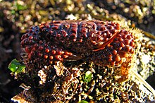 Paraxanthias taylori