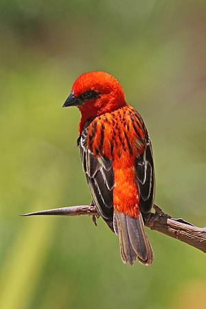 Madagascar fody male (Foudia madagascariensis) showing back feathers