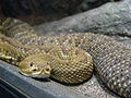 Vakarų Meksikos barškuolė (Crotalus basiliscus)