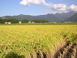 Sawah padi di Minamiuonuma