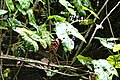 Infrutescence de Montrichardia arborescens au Zoo de Guyane (Macouria, Guyane)
