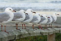 NeuseelandSeagulls.jpg