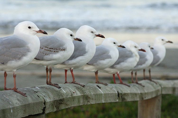 Чайка серебряная (Larus novaehollandiae) в Новой Зеландии