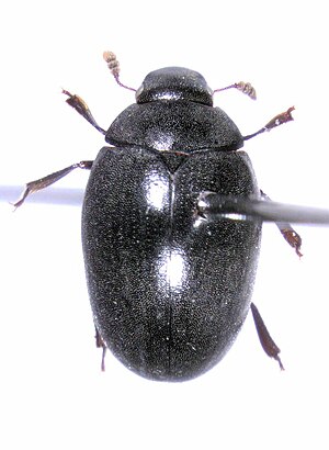 Nosodendridae