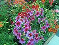 Parterre de plantes Salpiglossis sinuata avec des fleurs de trois couleurs différentes.