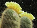 Parodia leninghausii